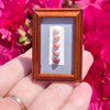 Momi Dove Shell Ni'ihau Hawaii Miniature Tan Wood Display Frame Collectable Handmade