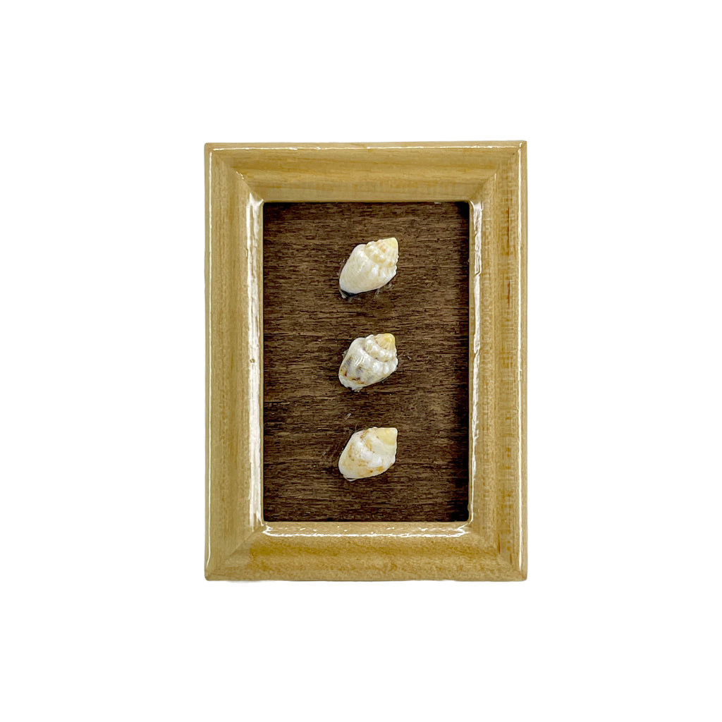Momi Dove Shell O'ahu Hawaii Miniature Tan Wood Display Frame
